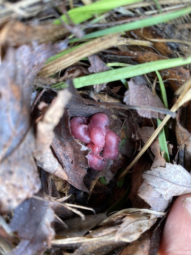 Masked Shrew, Ontonagon County, US-MI, US, photo 8 of 10