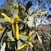 Acacia longispicata - Photo (c) spookpadda, algunos derechos reservados (CC BY-NC)