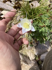 Aquilegia coerulea