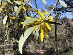 Acacia longispicata