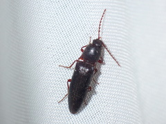 Melanotus longulus oregonensis