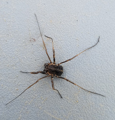 Homolophus