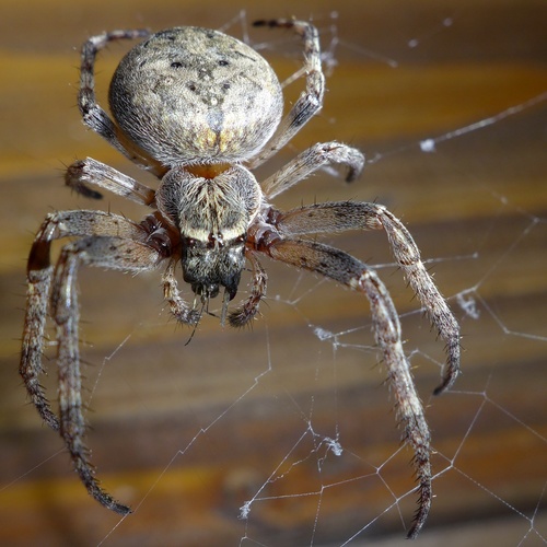 Larinioides ixobolus