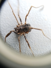 Homolophus