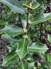 Maytenus ilicifolia
