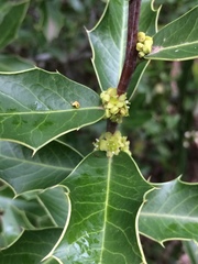 Maytenus ilicifolia