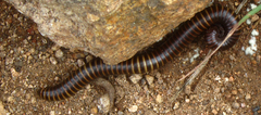 Orthoporus