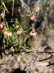 Lasiopetalum rufum
