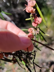 Lasiopetalum rufum