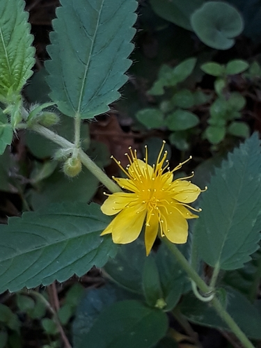 Image of Corchorus orinocensis by (c) E. Goossen, some rights reserved (CC BY)