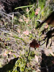 Lasiopetalum rufum