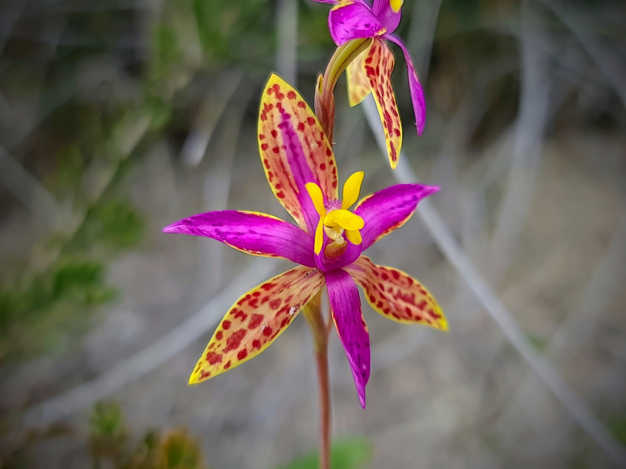 Sun Orchids (Genus Thelymitra)  iNaturalist