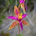 Thelymitra - Photo (c) Cal Wood, μερικά δικαιώματα διατηρούνται (CC BY), uploaded by Cal Wood