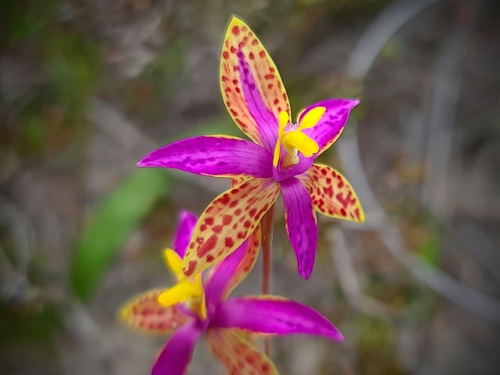 Image of Thelymitra pulcherrima by (c) Cal Wood, some rights reserved (CC BY)