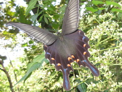 Papilio dehaanii