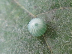 Hestina assimilis