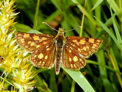 Carterocephalus mandan