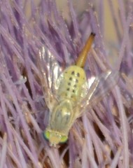 Terellia fuscicornis