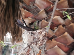 Cynanthus latirostris