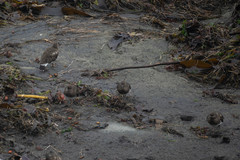 Arenaria melanocephala