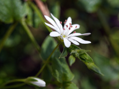 Stellaria flaccida