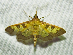 Diacme elealis