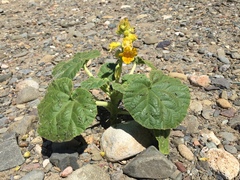 Ibicella lutea