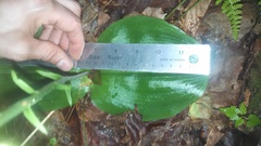 Platanthera orbiculata