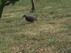 Gallirallus philippensis sethsmithi