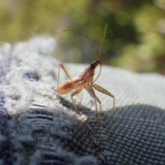 Nabis rufusculus