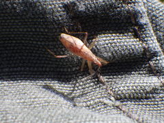 Nabis rufusculus