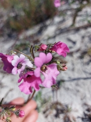 Nemesia strumosa