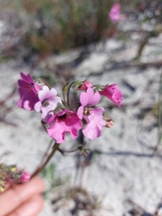 Nemesia strumosa