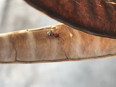 Steatoda grossa
