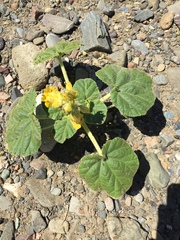 Ibicella lutea