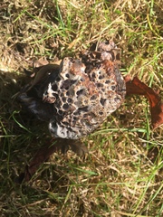 Hydnellum suaveolens