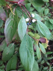 Cornus obliqua