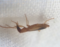 Paradromius longiceps