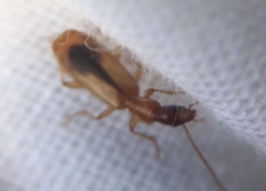 Paradromius longiceps