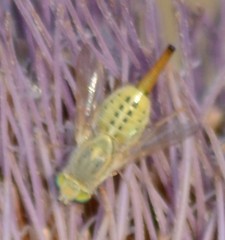 Terellia fuscicornis