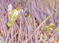 Terellia fuscicornis