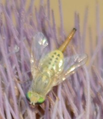 Terellia fuscicornis