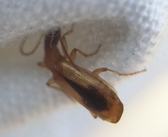 Paradromius longiceps