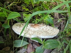 Rhacodium