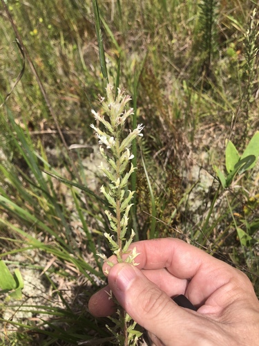 Liatris elegans var. kralii