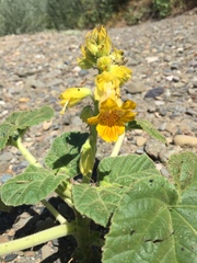 Ibicella lutea