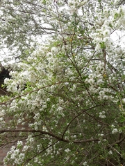 Aloysia gratissima