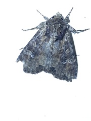 Apamea amputatrix