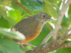 Turdus rufiventris