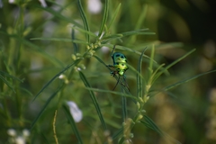 Chrysocoris purpureus